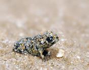 jonge rugstreeppad (bufo calamita) 2304